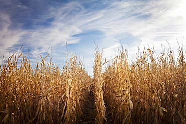 USA, Iowa, Latimer, Field of ripe corn