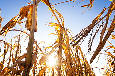 USA, Iowa, Latimer, Close-up of ripe corn