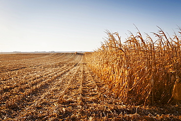 USA, Iowa, Latimer, Partly harvester corn field