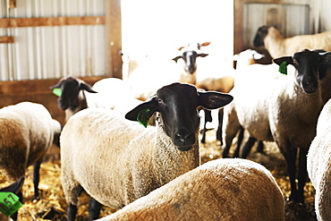 Sheep in barn