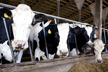 Cows in barn