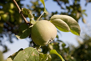 Green apple on branch