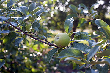 Green apple on branch