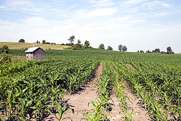 USA, New York State, corn farm