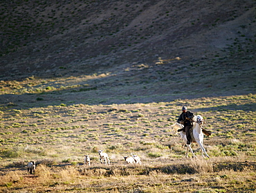 USA, Utah, Cowboy herding livestock in pasture