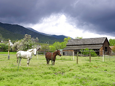 USA, Utah, Horses on ranch