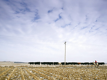 USA, Nebraska, Great Plains, horse rider driving cattle