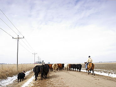 USA, Nebraska, Great Plains, horse rider driving cattle