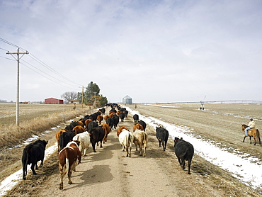 USA, Nebraska, Great Plains, horse rider driving cattle