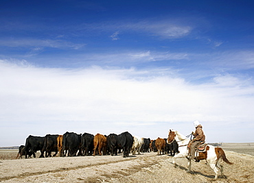 USA, Nebraska, Great Plains, horse rider driving cattle