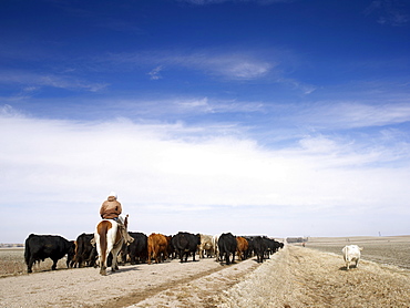 USA, Nebraska, Great Plains, horse rider driving cattle