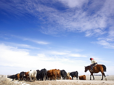 USA, Nebraska, Great Plains, horse rider driving cattle