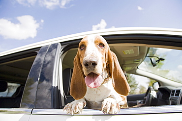 Dog looking through car window