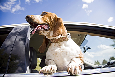 Dog looking through car window