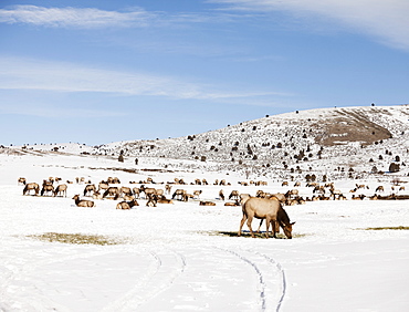 USA, Utah, Logan, Herd of wild horses