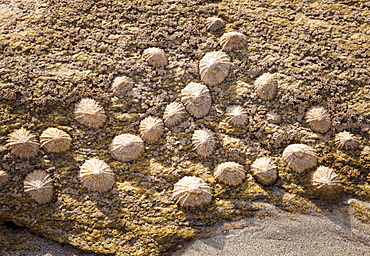 Limpets on rock, Finistere, Brittany, France