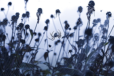 USA, North Carolina, Spider sitting in spider web