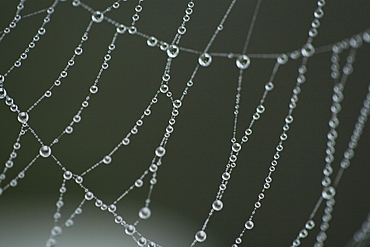 USA, North Carolina, Extreme close-up of spider web with dew