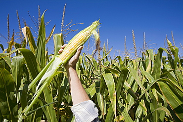 USA, New Jersey, woman's hand holding corn on field