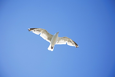 Herring Gull flying against blue sky