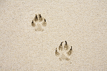 Dog's track on sand