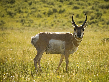 Pronghorn (Antilocapra americana) on grassy field