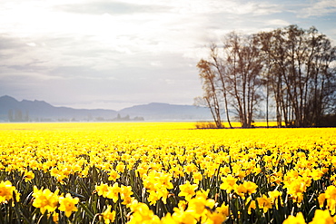 USA, Washington, Skagit Valley, Landscape with daffodil field, USA, Washington, Skagit Valley