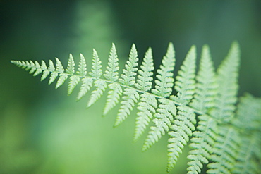 Fern leaf