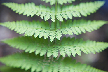 Fern leaves