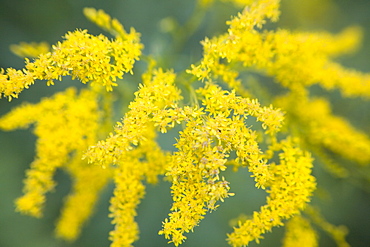 Golden Rod (Solidago virgaurea minuta)