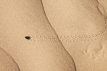 Bug on sand