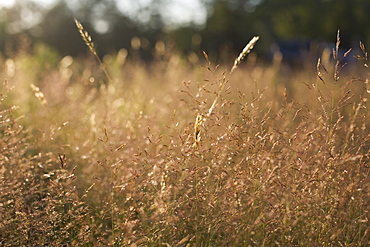 Tall grass at sunset