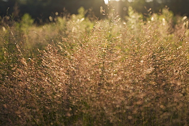 Tall grass at sunset