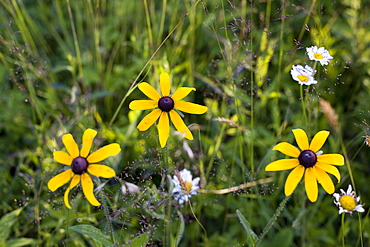 Black eyed Susan's