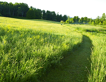 Path mowed through pasture