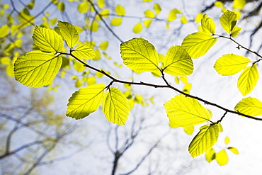 Green leaves on tree branches in spring