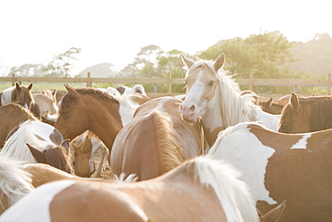 Close up of a herd of horses