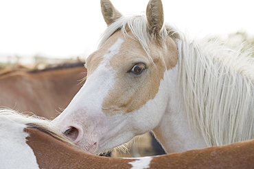 Close up of a herd of horses