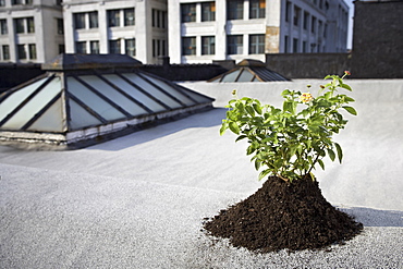 Aspen sapling on rooftop