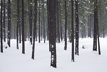 Trees in winter