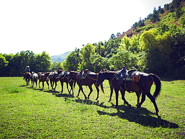 Horses walking in a line