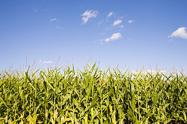 Field of corn