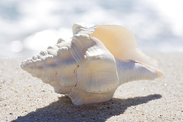 Sea shell