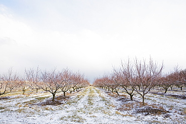 Apple orchard in winter