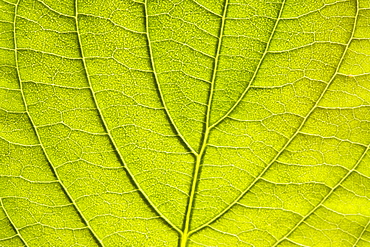 Leaf