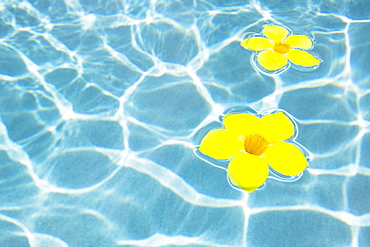 Flowers floating in pool