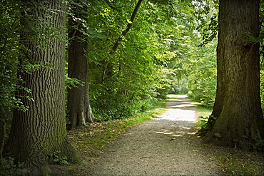 Path in forest