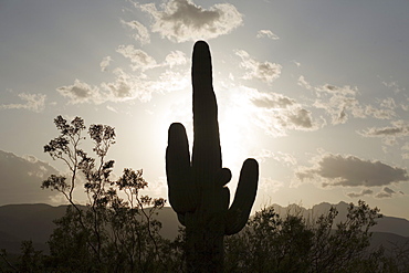 Silhouette of a cactus