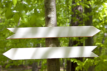 Arrow signs in the woods