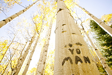 Carving on tree trunk in forest, Aspen, Colorado, USA 